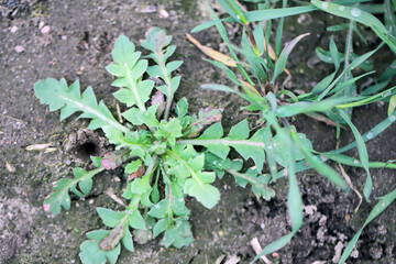 Papaver rhoeas, common poppy.   Widespread and common weed in agricultural and horticultural crops.