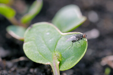 Cabbage fly (also cabbage root fly, root fly or turnip fly) - Delia radicum on a young plant of radish.