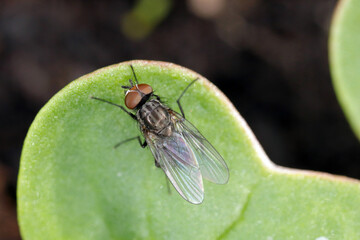 Cabbage fly (also cabbage root fly, root fly or turnip fly) - Delia radicum on a young plant of...