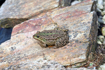 A frog sitting on a stone on the edge of a garden pond.