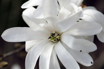 Fototapeta na wymiar Numerous pollen beetles Brassicogethes (formerly Meligethes) aeneus in a magnolia flower.