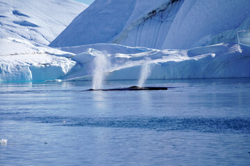 iceberg in polar regions