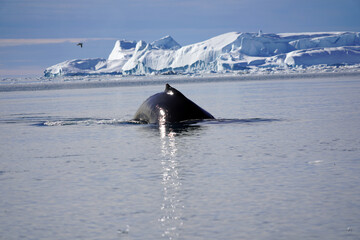 iceberg in polar regions