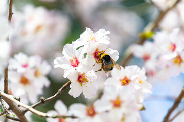 Bumblebee perched on the pistil and stamens of the white flower of the almond tree in El Retiro park in Madrid, Spain. Europe. Horizontal photography. World Bee Day, May 20, 2023. Spring Time 2023. - Powered by Adobe
