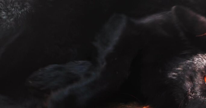 Silver fox close-up. Bright eyes. Wildlife life in natural conditions