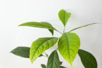 Close-up of fresh green avocado leaves on white background. Grow an avocado tree at home. Spring vibes.