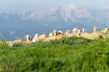 Naklejka premium Sheep's in the mountains