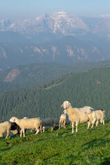Fototapeta premium Sheep's in the mountains