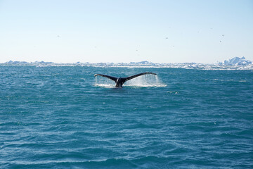 Fototapeta premium iceberg in polar regions