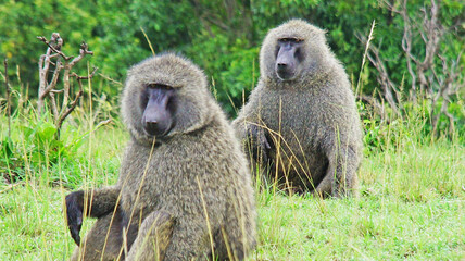 A baboon is resting in the middle of the African savannah on a hot day in Kenya.