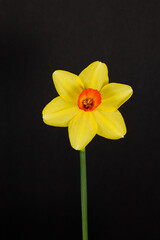 Single yellow daffodil on black background. Fresh spring flower.