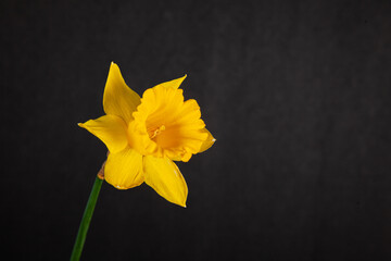 yellow daffodil on black background