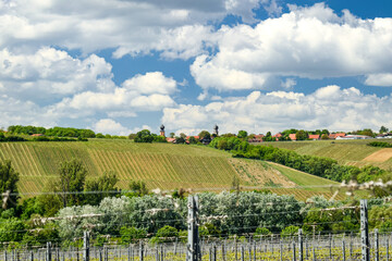 vineyard in region