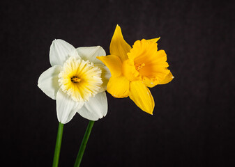 Beautiful white and yellow daffodils on black background