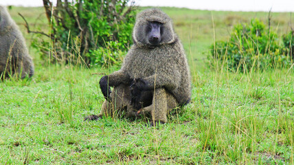 A baboon is resting in the middle of the African savannah on a hot day in Kenya.