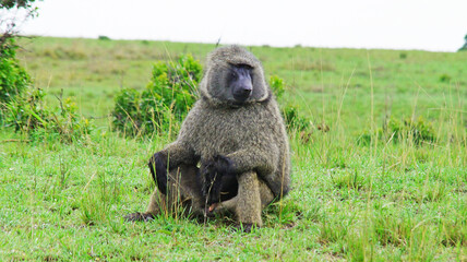 A baboon is resting in the middle of the African savannah on a hot day in Kenya.