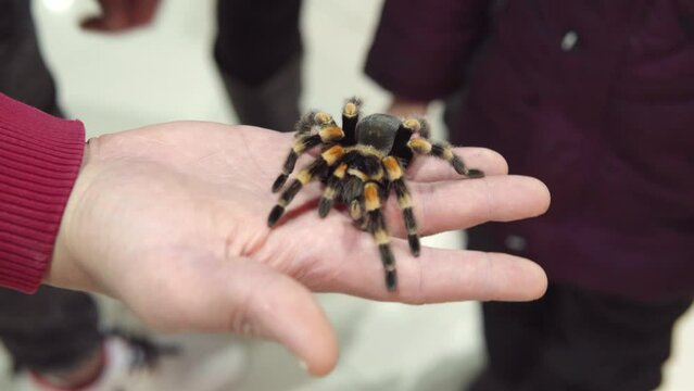 Man shows a spider on his arm Brachypelma smithi - Mexican redknee tarantul. 