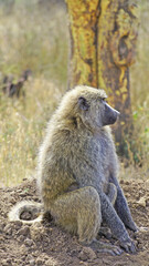 A baboon is resting in the middle of the African savannah on a hot day in Kenya.