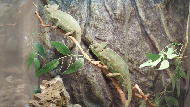 Close up of young chameleon chamaeleonidae or chamaeleo calyptratus eats an insect.