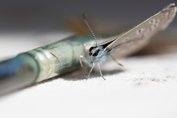blue butterfly close-up, macro, blurred background