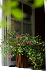 meadow flowers, mouse peas in a vase on the window, summer day, cozy home, aromas