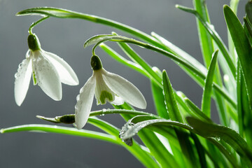 Obrazy na Szkle  Blooming snowdrop flowers close up photo 