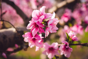 Fototapeta na wymiar Pink flowers (peach tree in the spring)