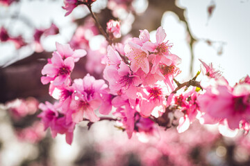 Blossom in spring (peach tree flowers)