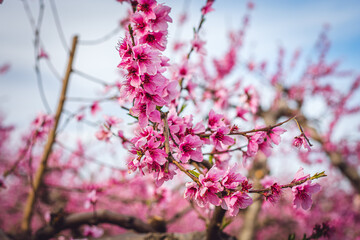 Beautiful peach trees flowers in the spring season.