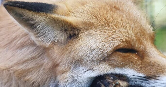 The fox wiggles its ear while resting. Animal alert