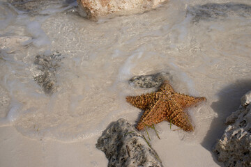Exotic starfish, bathed by the caribbean sea, it is a beautiful marine animal.