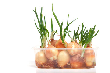 Sprouted onions at home on a white background.