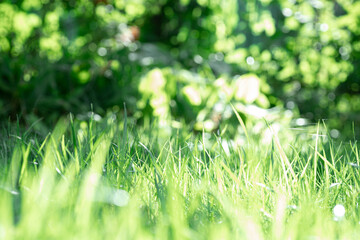 Soft focus shot of green grass with clearly visible blades of grass in center and blurred ones in background and foreground. Environmental friendliness and return to nature.
