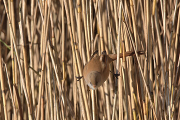 Female Bearded tit or Bearded reedling , Panurus biarmicus.