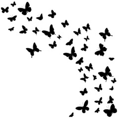 Fototapeta na wymiar flying butterflies silhouette ,on white background