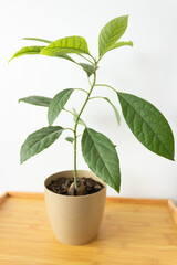 Avocado tree with big green leaves in a flower pot on the wooden table. Grows from a seed. White background.