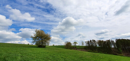 Green meadow under blue sky with white clouds