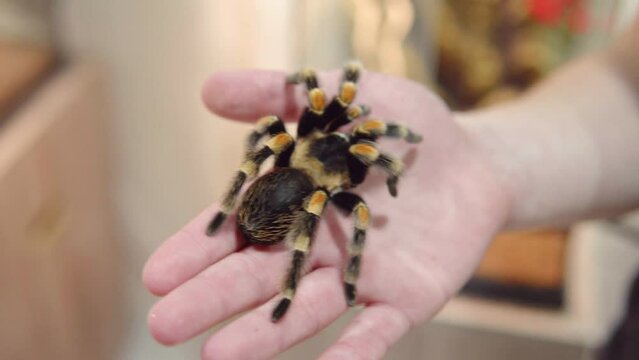 Brachypelma smithi - large tarantula spider on the male hand. Woman touches a spider.