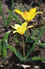 Blooming wild yellow tulip, scientific name Tulipa dubia