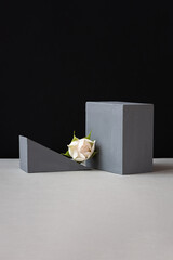 Flower composition pedestal. Minimalistic black and gray creative design. Geometric platforms for goods. White rose flowers. Conceptual philosophy of natural beauty. Podium for cosmetic eco products.