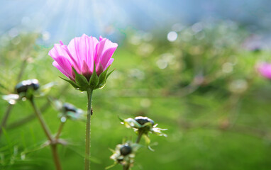 A closeup shot of pink Cosmos flower isolated on green background.