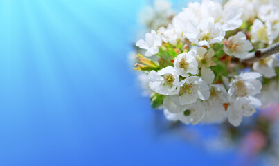 White cherry flowers isolated on blue sky background.