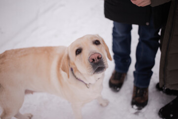 Large white dog, labrador, with a big nose
