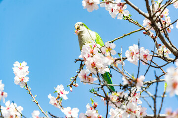 Monk parakeet perched on the branch of the almond tree full of white flowers while plucking some...
