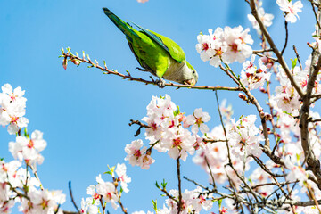 Monk parakeet perched on the branch of the almond tree full of white flowers while plucking some...