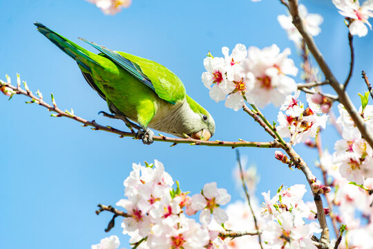Monk parakeet perched on the branch of the almond tree full of white flowers while plucking some petals, in the El Retiro park in Madrid, Spain. Europe. Horizontal photography. Spring Time 2023.
