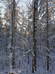Snow-covered trunks and branches of trees - pines, firs, birches on a clear, frosty winter day