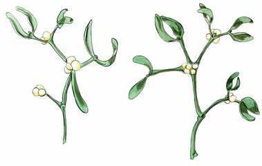 Watercolor and ink botanical illustration of the mistletoe 
