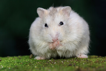 A Campbell dwarf hamster is foraging on moss-covered ground. This rodent has the scientific name Phodopus campbelli. 
