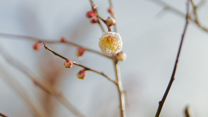 willow branch with buds